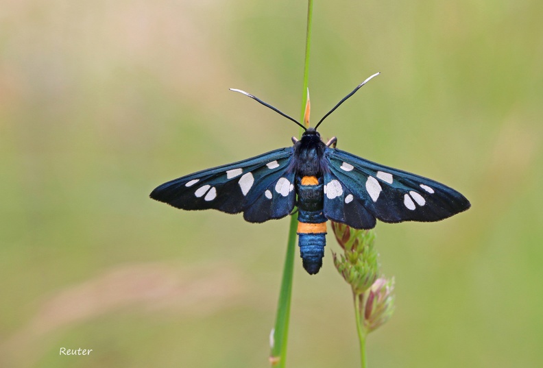 Weißfleck-Widderchen (Amata sp.)